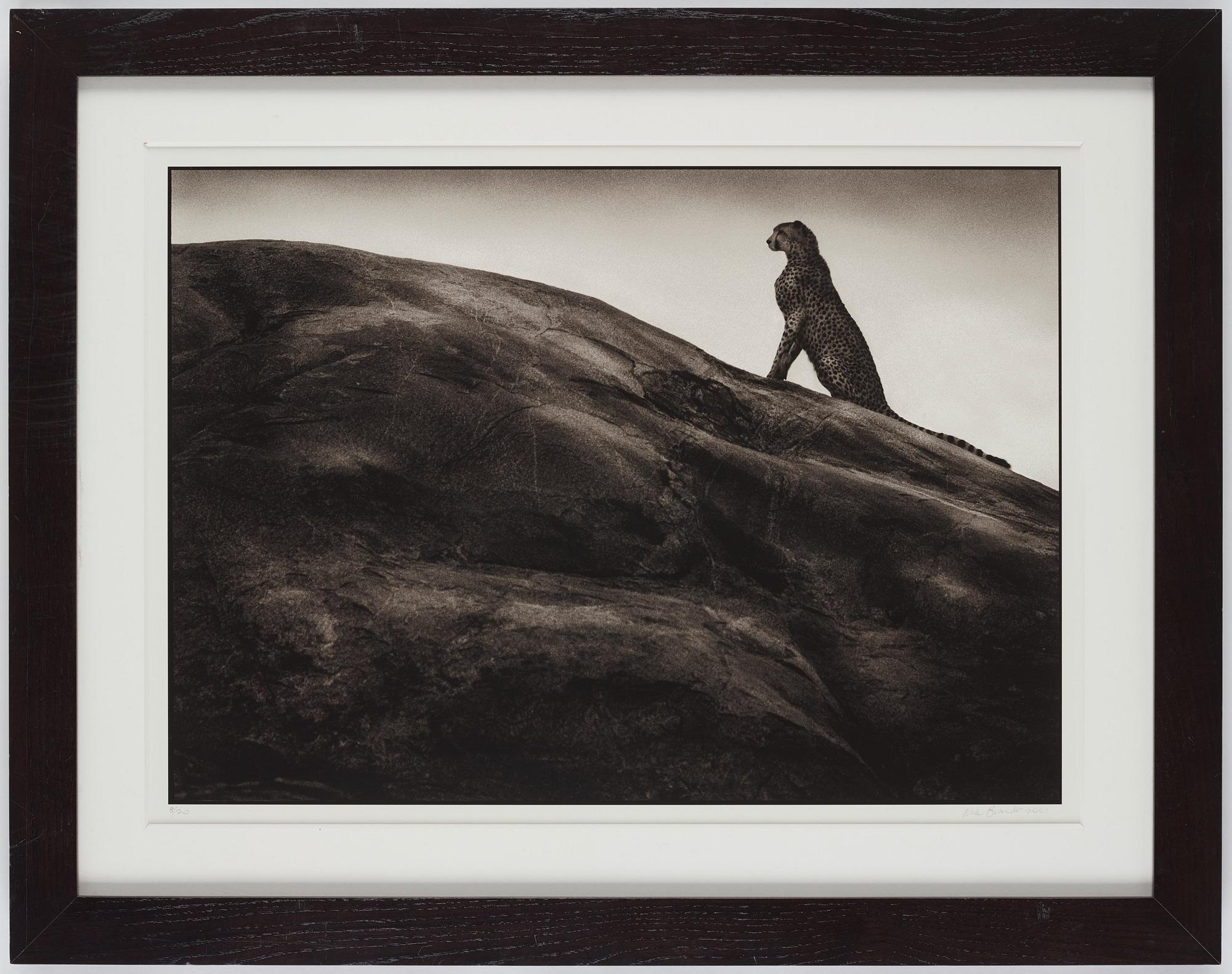 Nick Brandt, "Cheetah on Rock, Serengeti, 2001".