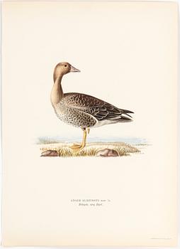 LITHOGRAPH, 30 pcs, after von Wright, Magnus, Wilhelm and Ferdinand & Hallberg, Bror. A. Börtzell, Stockholm.