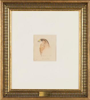 Wilhelm von Wright, Ormvråk.