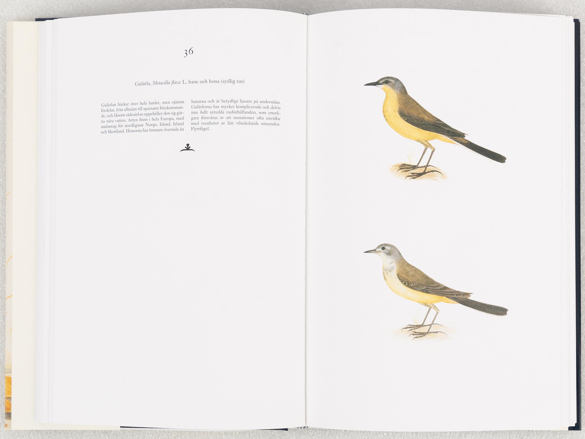 Olof Rudbeck d.y., "Svenska fåglar".