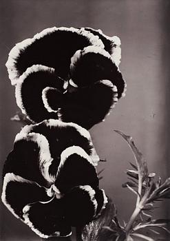 Charles Jones, "Seeding Pansies", 1900-1902.