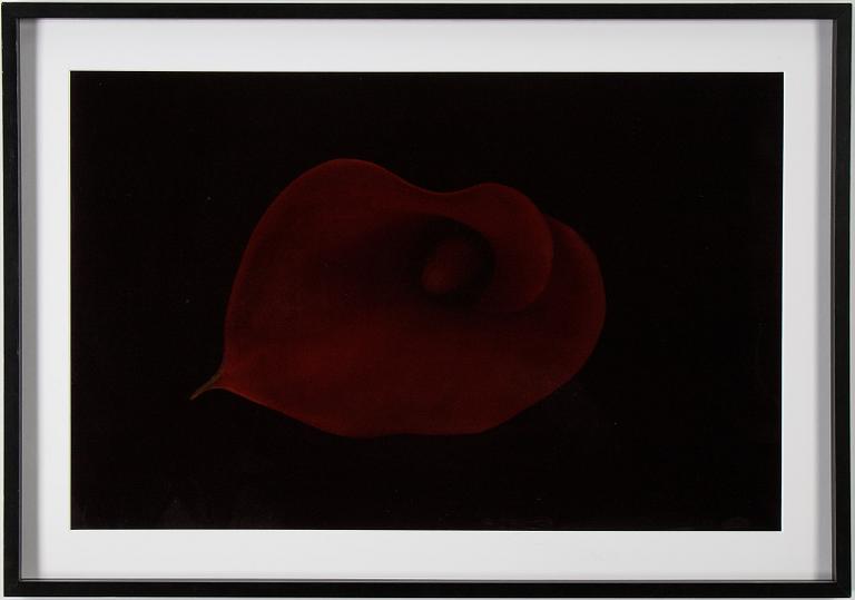 Richard Learoyd, c-print, signed on label verso.