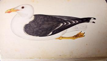 BÖCKER, 2 vol, Olof Rudbeck d y, Iter Lapponicum - Resan till Lappland, nr 1485/1999.