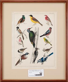 HANDKOLORERADE LITOGRAFIER, 3 st, Oken, Stuttgart, 1800-talets mitt.