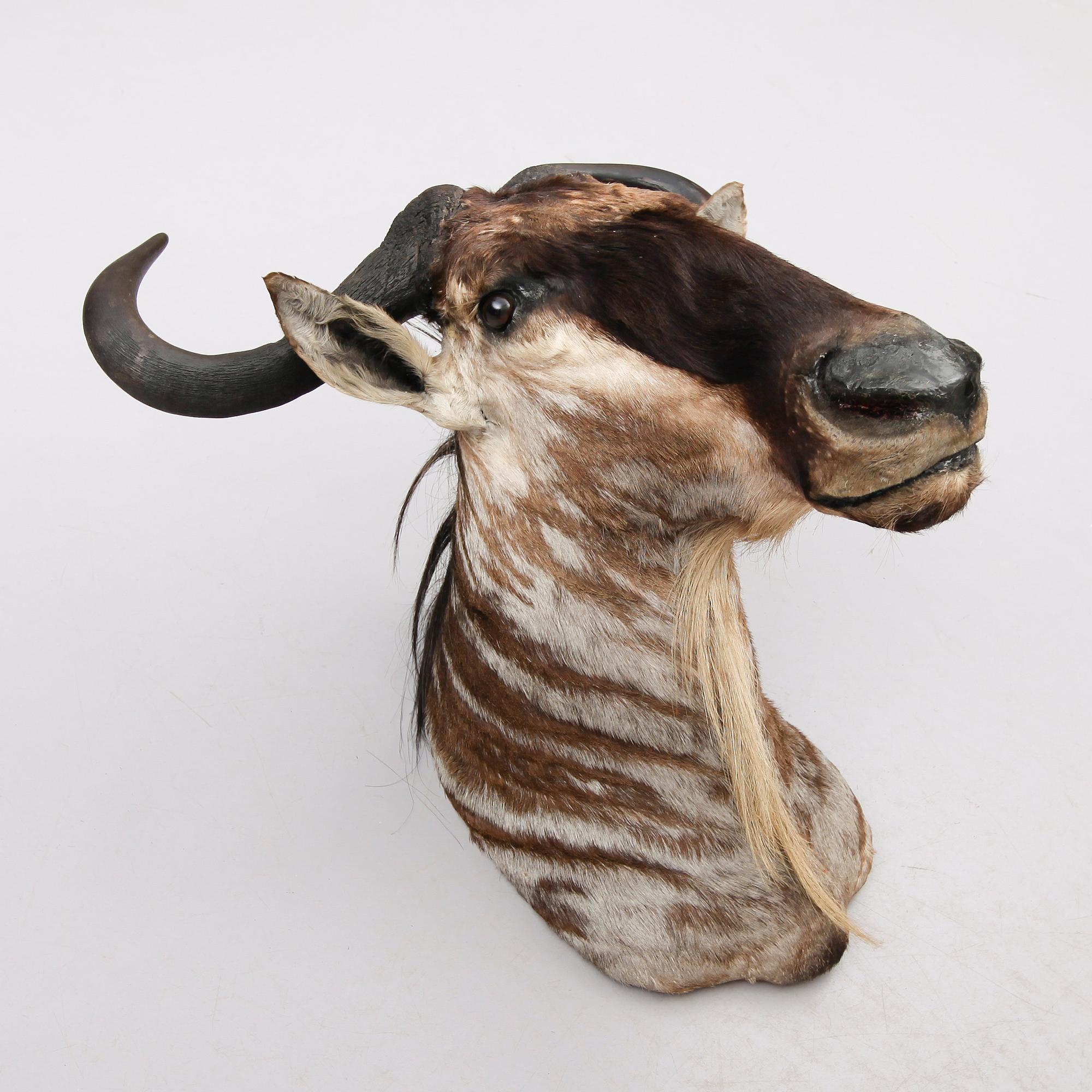 TAXIDERMI - Gnu, 1900-tal.