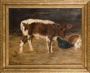 Anna af Forselles-Schybergson, Curious calf.