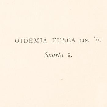 LITOGRAFIER, 4 st, efter von Wright, Magnus, Wilhelm & Ferdinand & Hallberg, Bror. A. Börtzell, Stockholm.