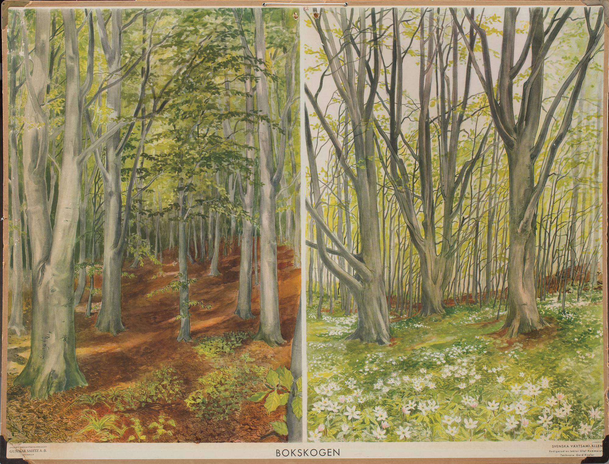 SKOLPLANSCHER, 4 st, bland annat "Svenska växtsamhällen," 1900-tal.