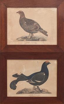 WILHELM VON WRIGHT, MAGNUS VON WRIGHT, ett par, litografier, handkolorerade, 1800-tal.
