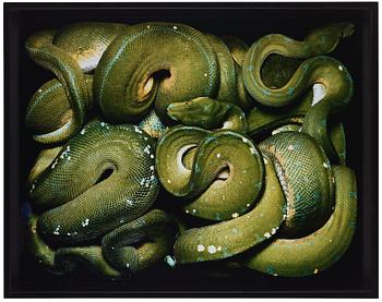 Guido Mocafico, "Morelia Viridis", 2003.