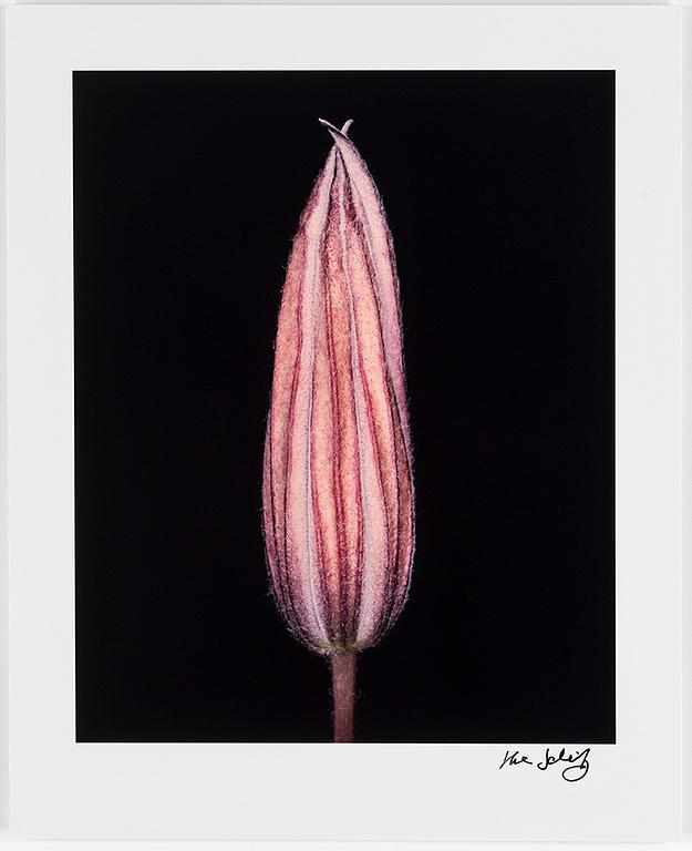 HELENE SCHMITZ, Photograph, signed.