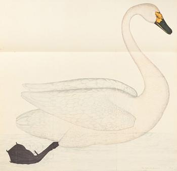 Olof Rudbeck the Younger, "Svenska fåglar", 2 portfolios.