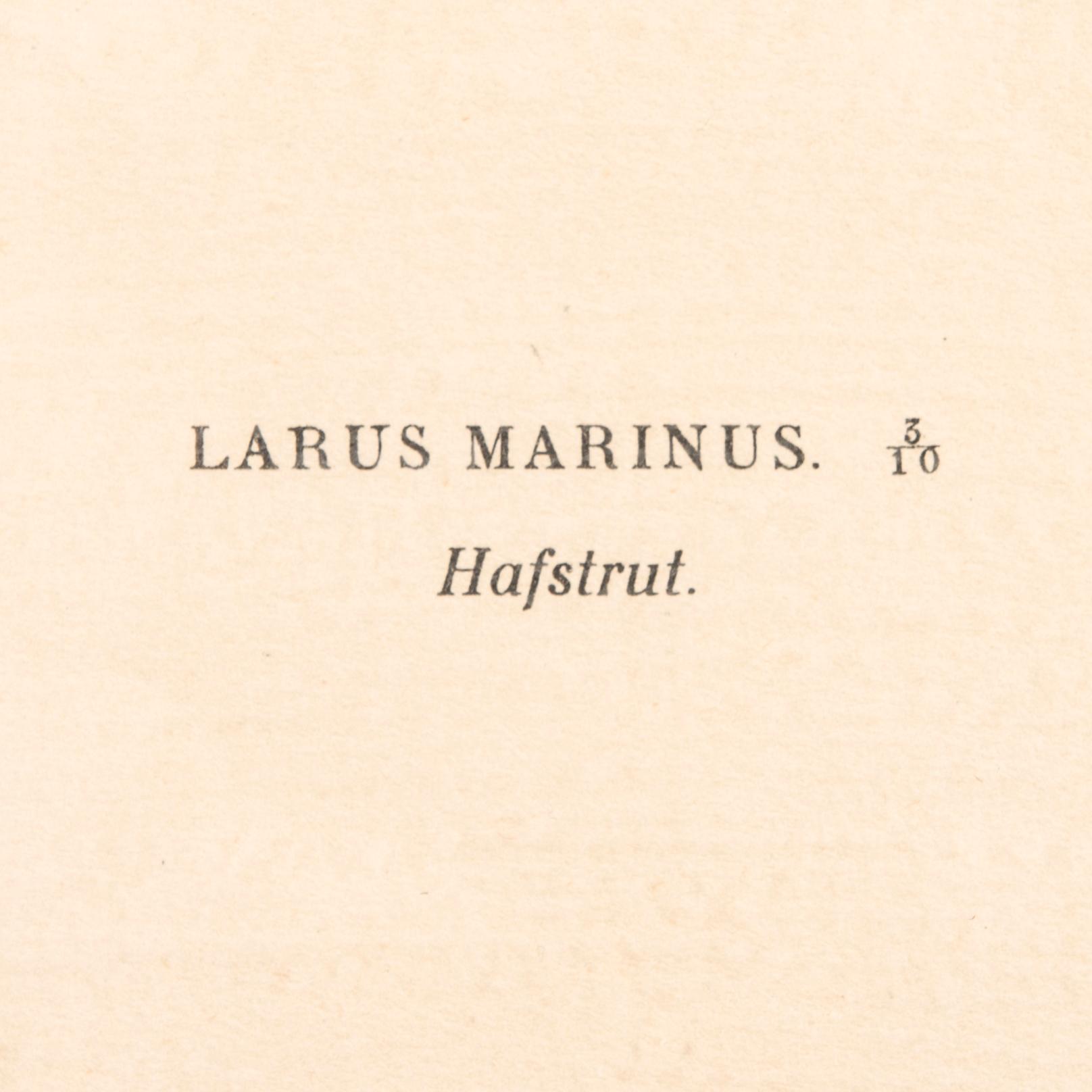 LITOGRAFIER, 4 st, efter von Wright, Magnus, Wilhelm & Ferdinand & Hallberg, Bror. A. Börtzell, Stockholm.