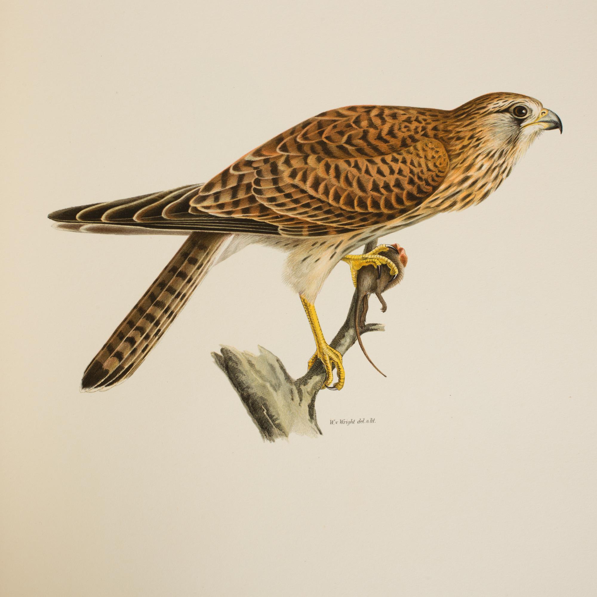 BOKVERK, 3 volymer, "Svenska fåglar", MW. & F. von Wright, Stockholm, andra upplagan 1927-1929.