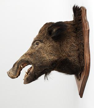 A 20 th cent stuffed wildboar.