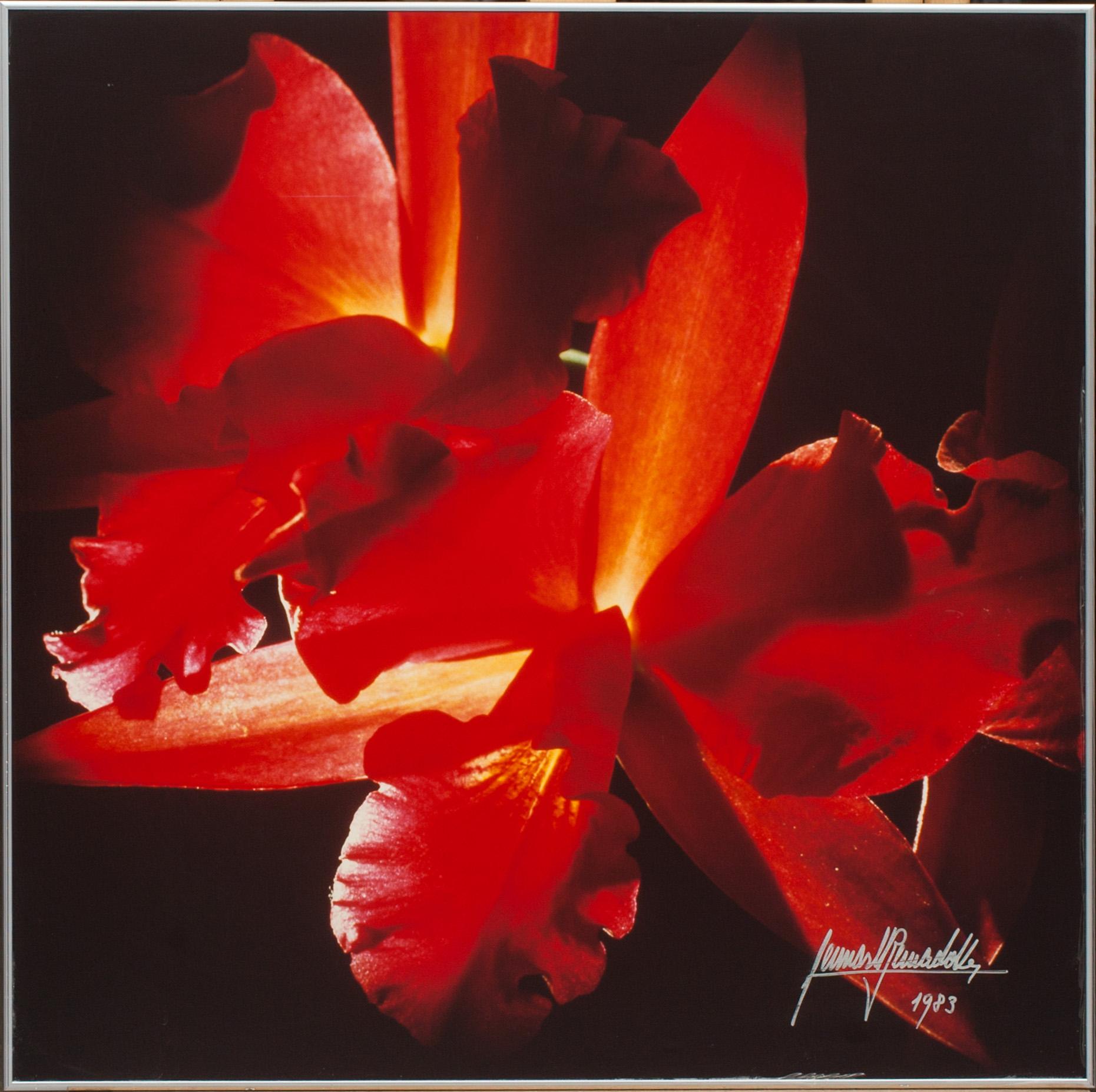 LENNART BERNADOTTE, fotografi, signerat och daterat 1983.