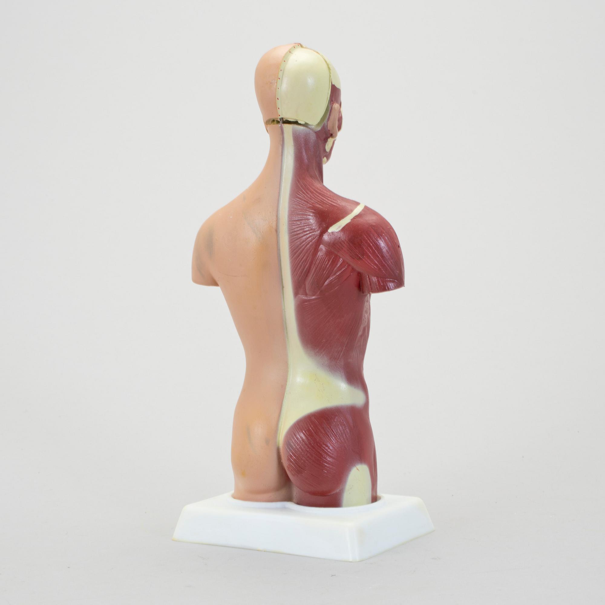 ANATOMISK MODELL, 1900-talet senare del.