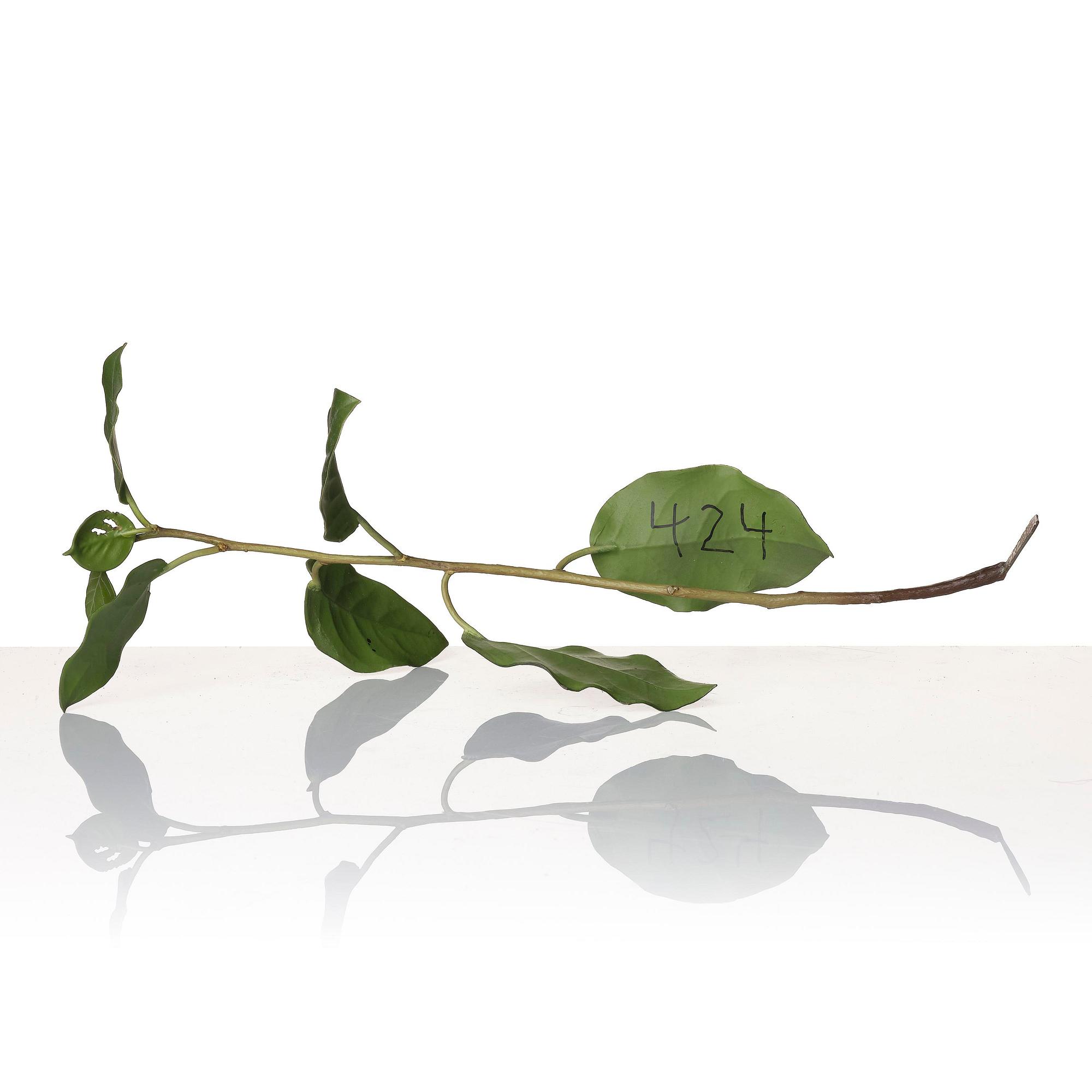 Tony Matelli, "Weed #424".