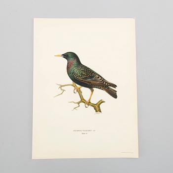 LITOGRAFISKA TRYCK, ca 150 st, Ferdinand von Wright, Börtzells, Stockholm.