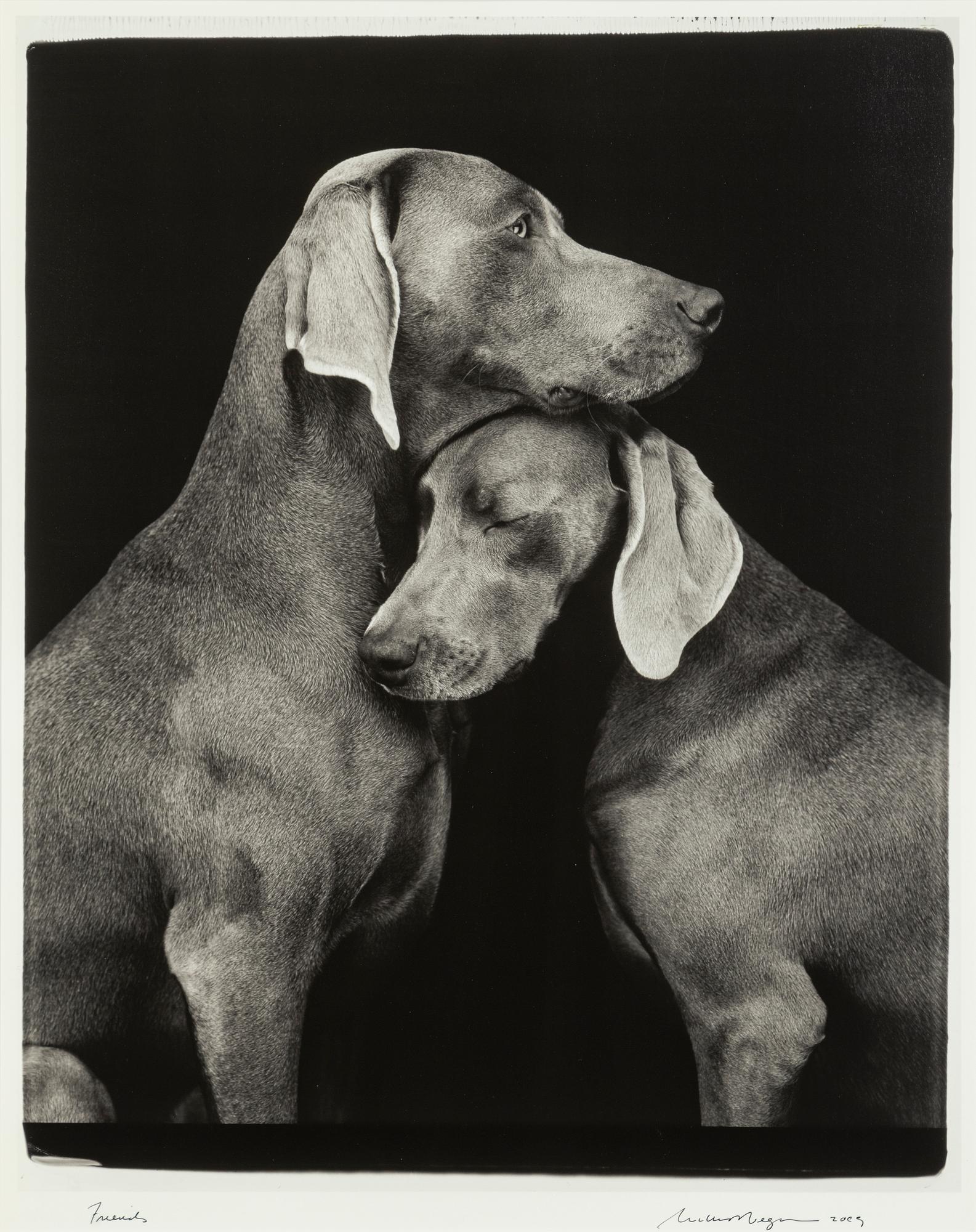 William Wegman, "Friends".