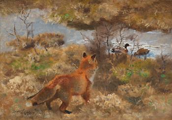 692. Bruno Liljefors, Fox on duck hunting.
