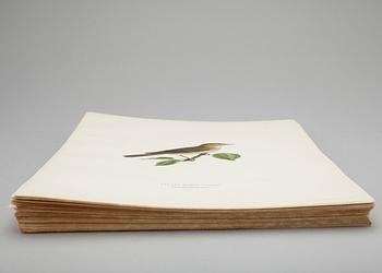 LITOGRAFISKA TRYCK, ca 100 st, ur von Wrights "Svenska fåglar", utgivna av A Börtzells, 1920-tal.