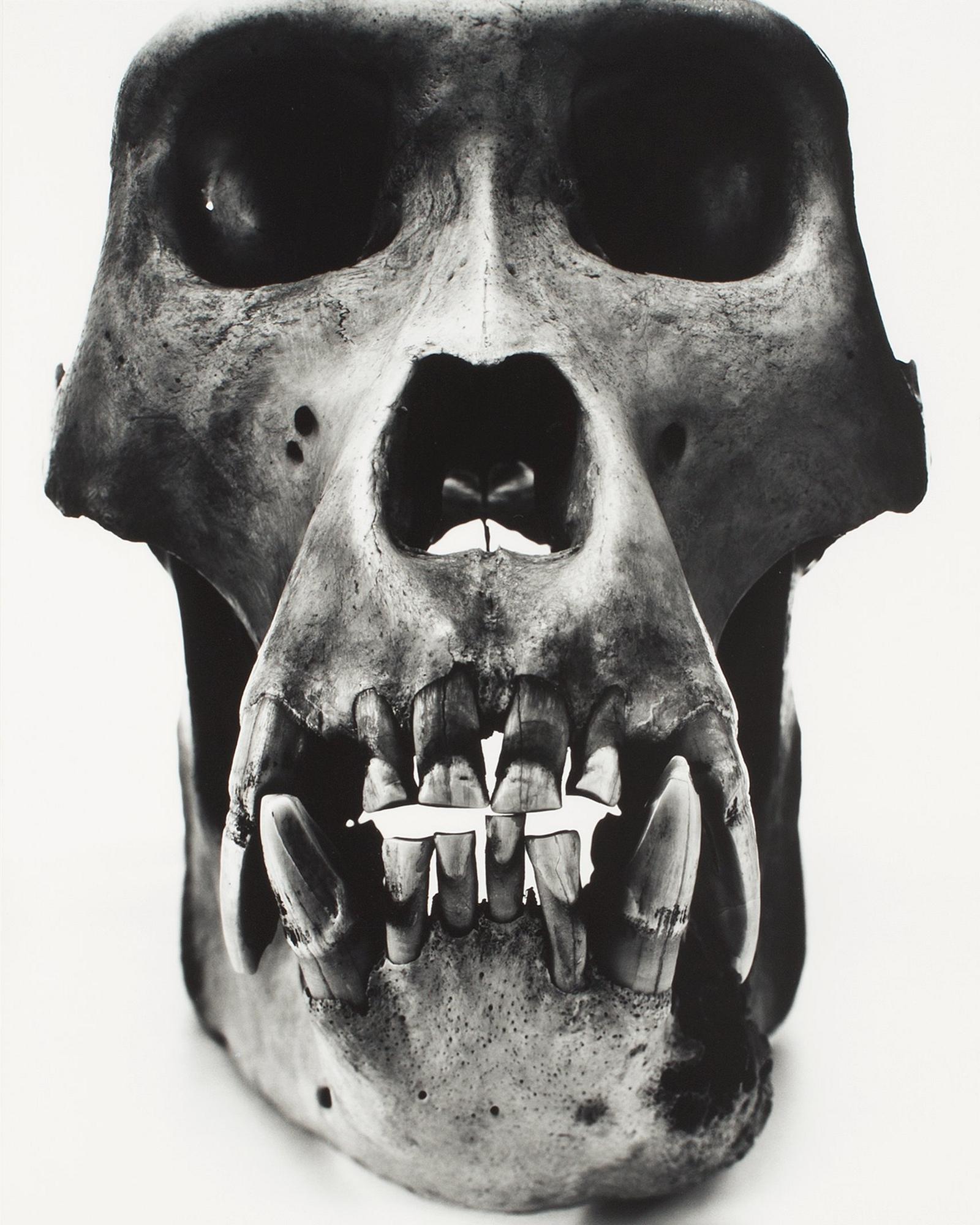 Irving Penn, "Gorilla (Male)", 1986.