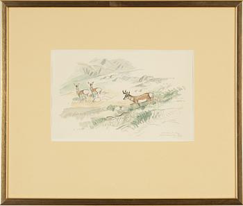Gunnar Brusewitz, watercolout, signed and dated Gardner, Y-stone -68.