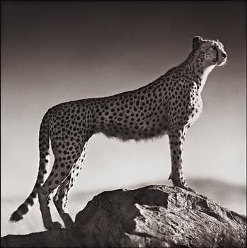233. Nick Brandt, "Cheetah Standing on Rock, Serengeti, 2007".
