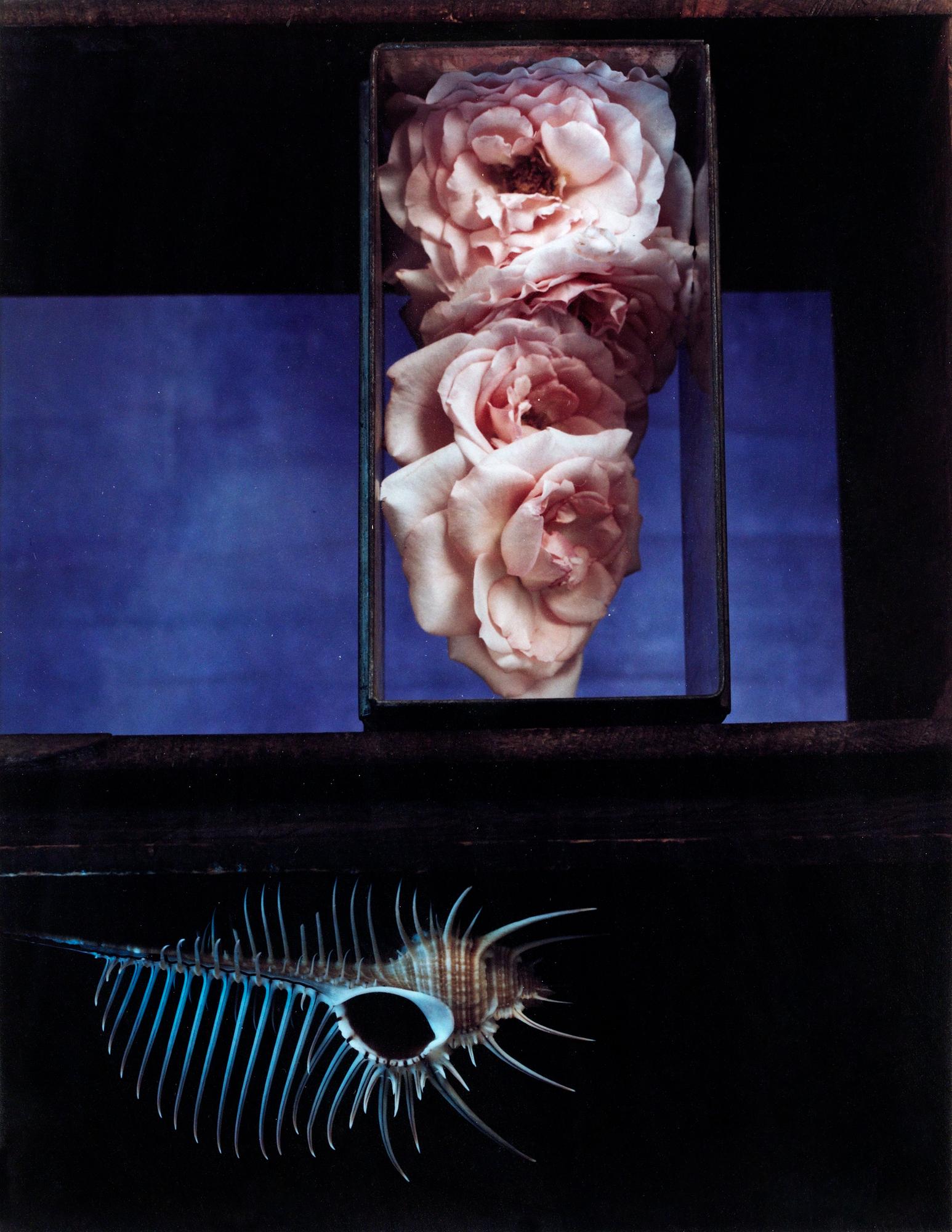 Olivia Parker, "Utan titel".