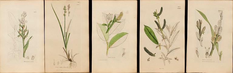 UR "ENGLISH BOTANY" 3:e upplagan, vol VII, 1854 172 st handkolorerade kopparstick. London.