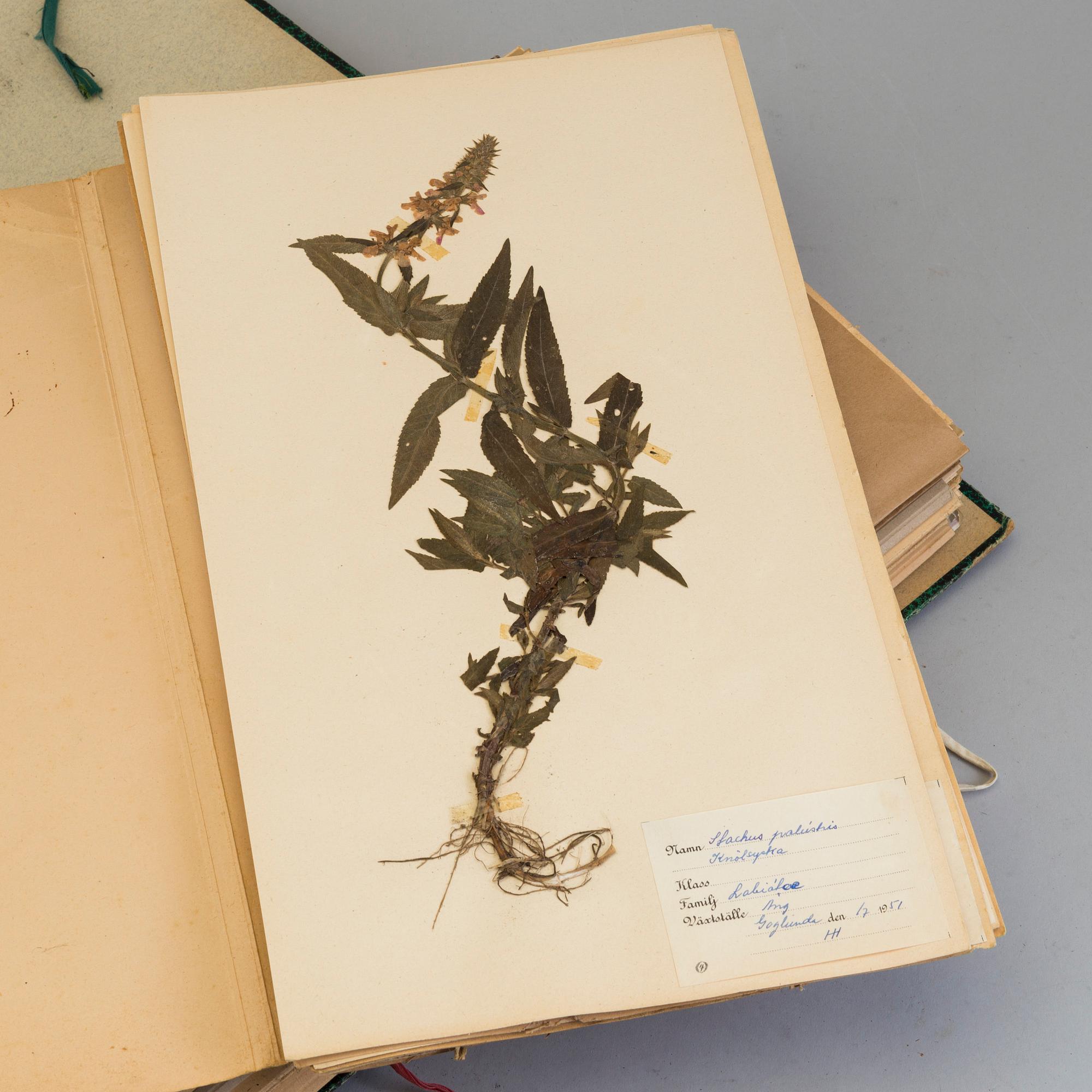 HERBARIUM, i 6 pärmar samt press, 1900-tal.