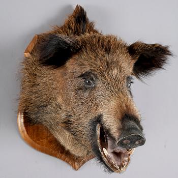 JAKTTROFÉ, 1900-tal.