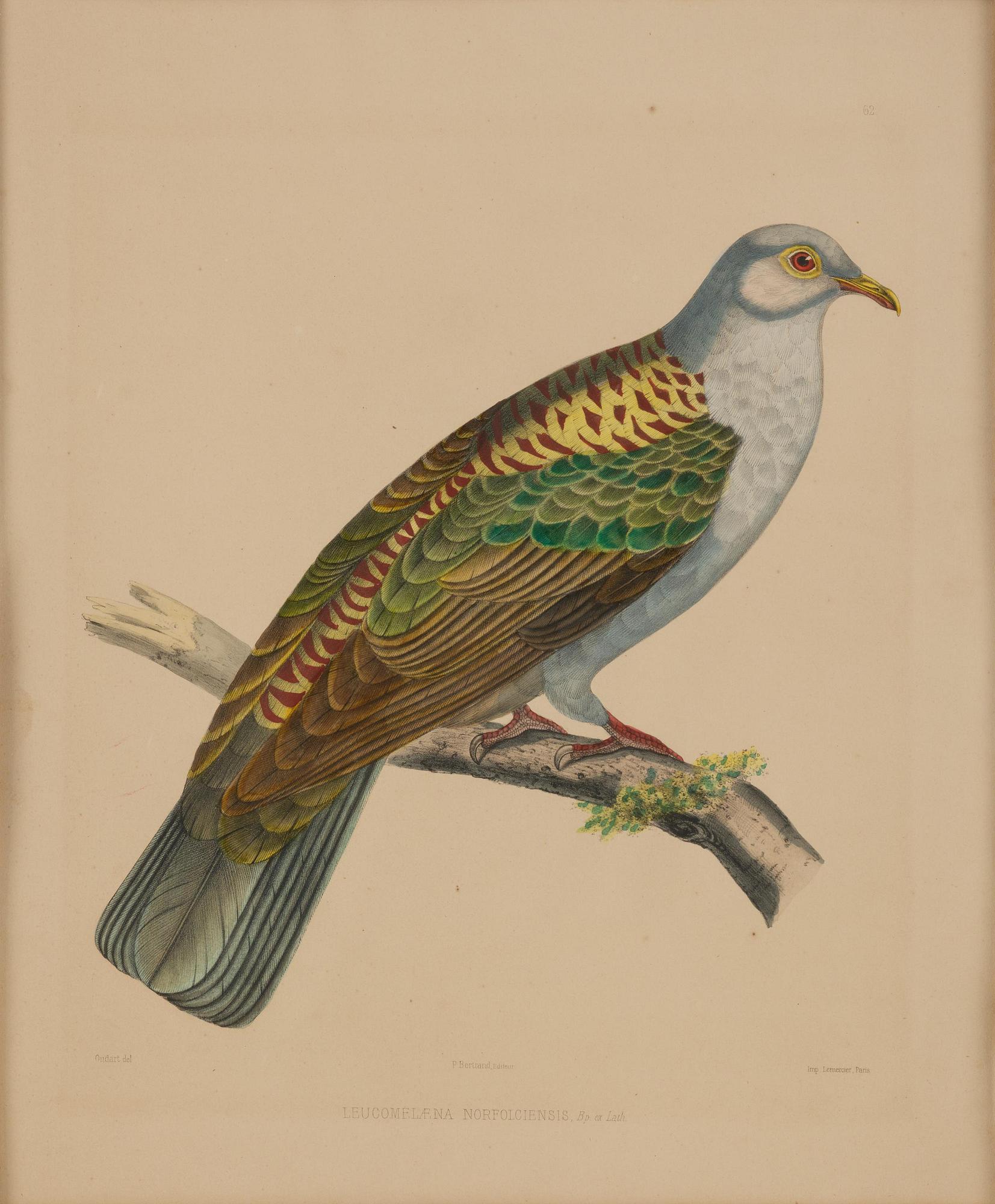 A set of eight plates from "Iconographie des pigeons" by Charles Lucien Bonaparte.