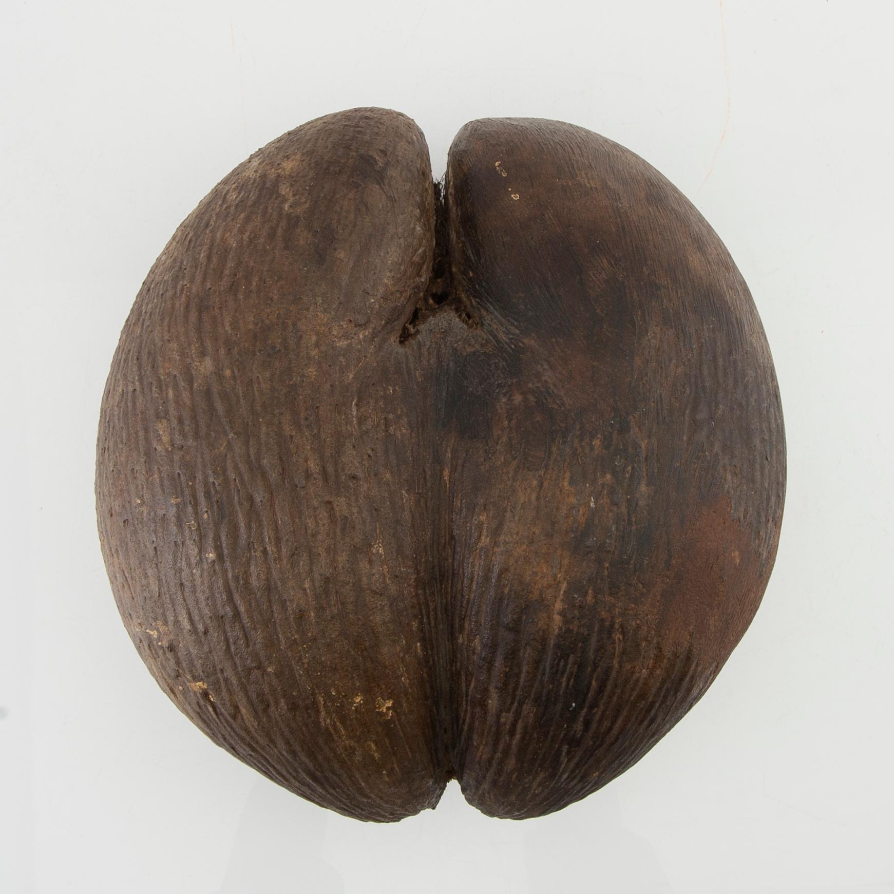 Dubbelkokosnöt, så kallad Coco de Mer, Lodoicea maldivica.