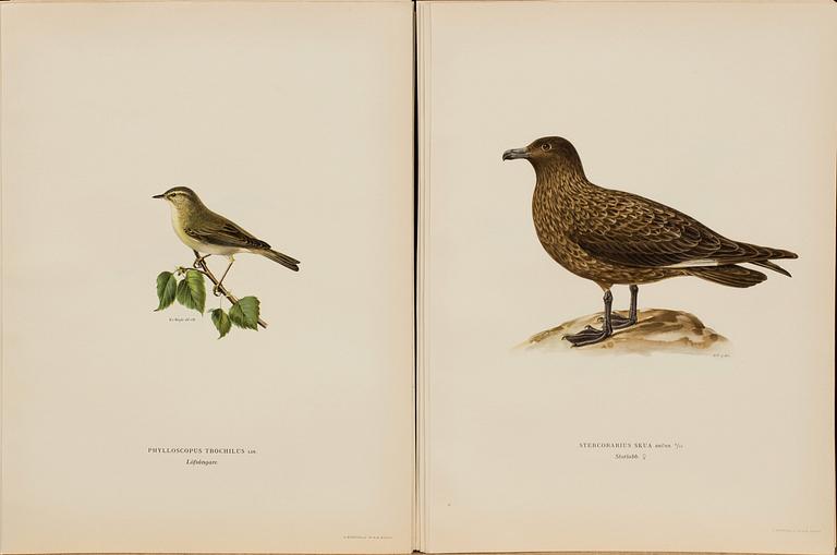 FROM VON WRIGHT "SVENSKA FÅGLAR", 50 pcs, A. Börtzells. 1924.