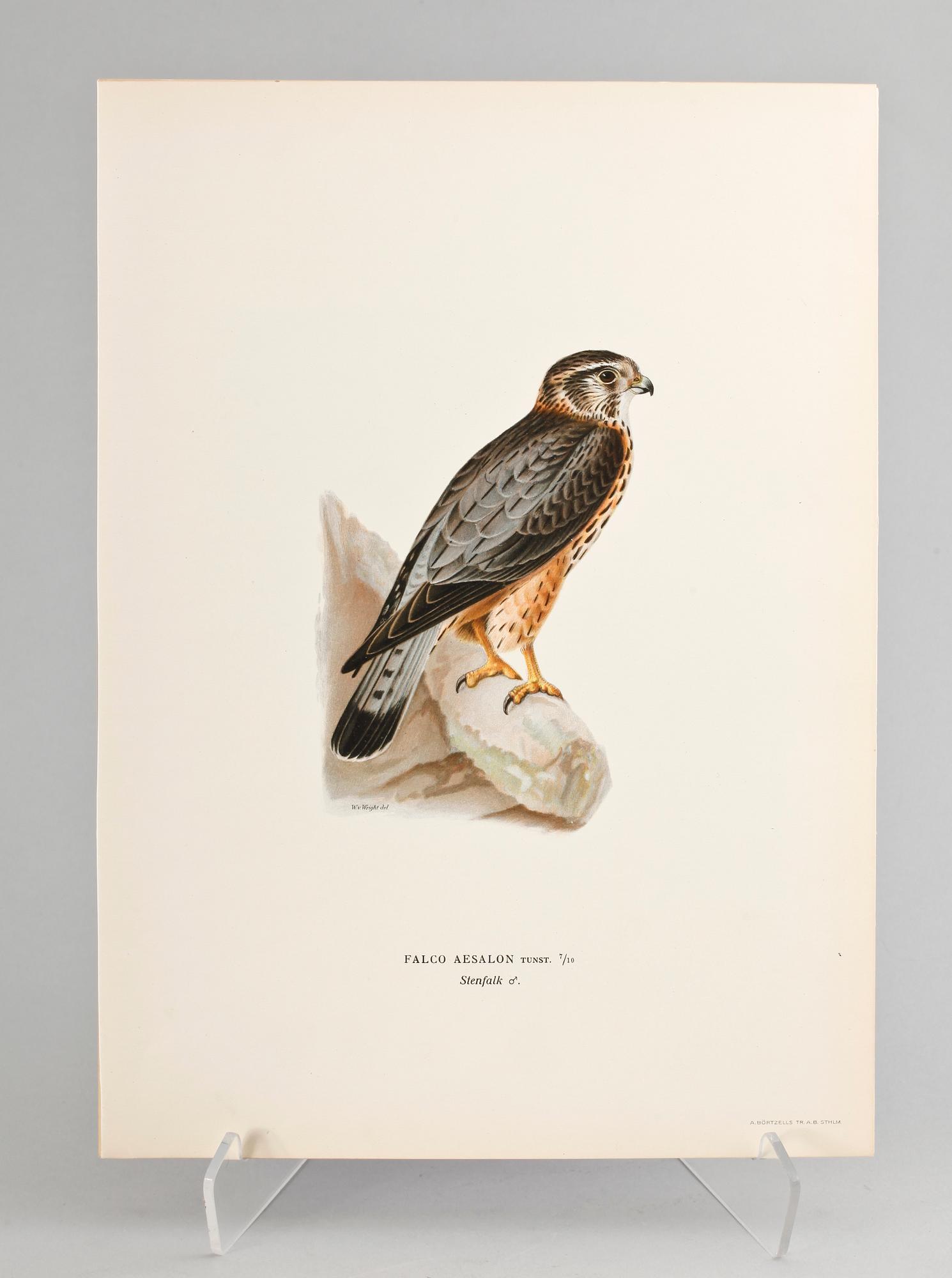 GRAFISKA BLAD, 170 st, ur von Wrights "Svenska fåglar", 1920.