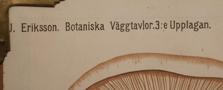 SKOLPLANSCHER, 3 st, 1900-talets andra hälft.