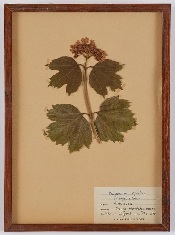 Herbarium, 10 delar, Sverige, 1930-1970-tal.