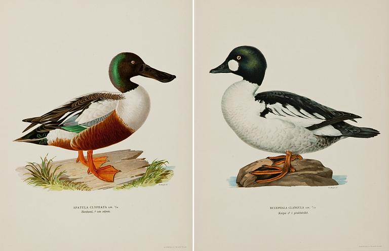 Wilhelm von Wright, LITOGRAFIER, 2 ST.