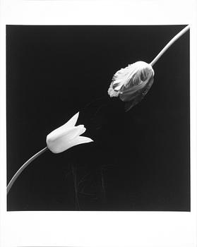 ROBERT MAPPLETHORPE, pressfotografi, silver gelatin på s.k. RC-papper, 1984.