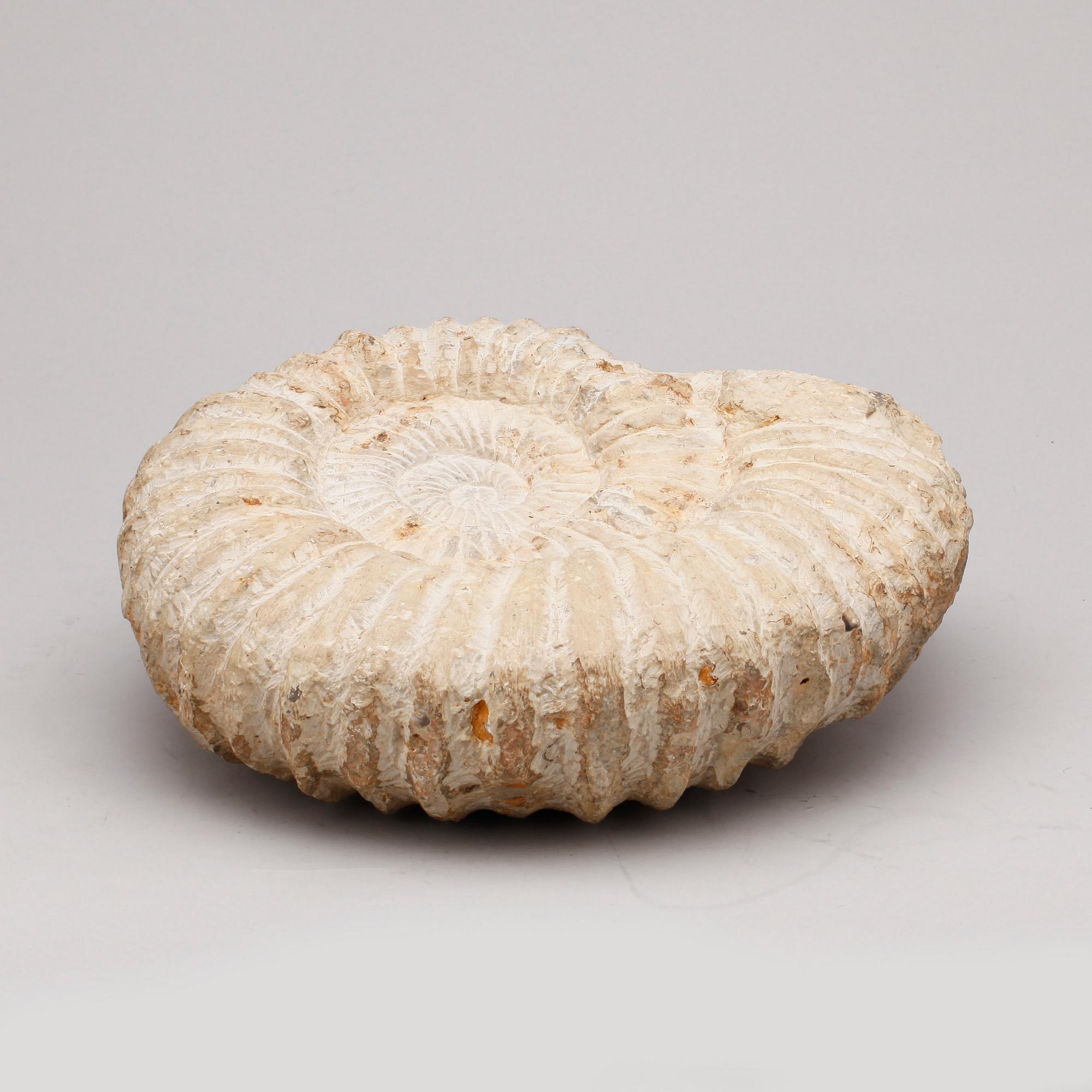 FOSSIL.