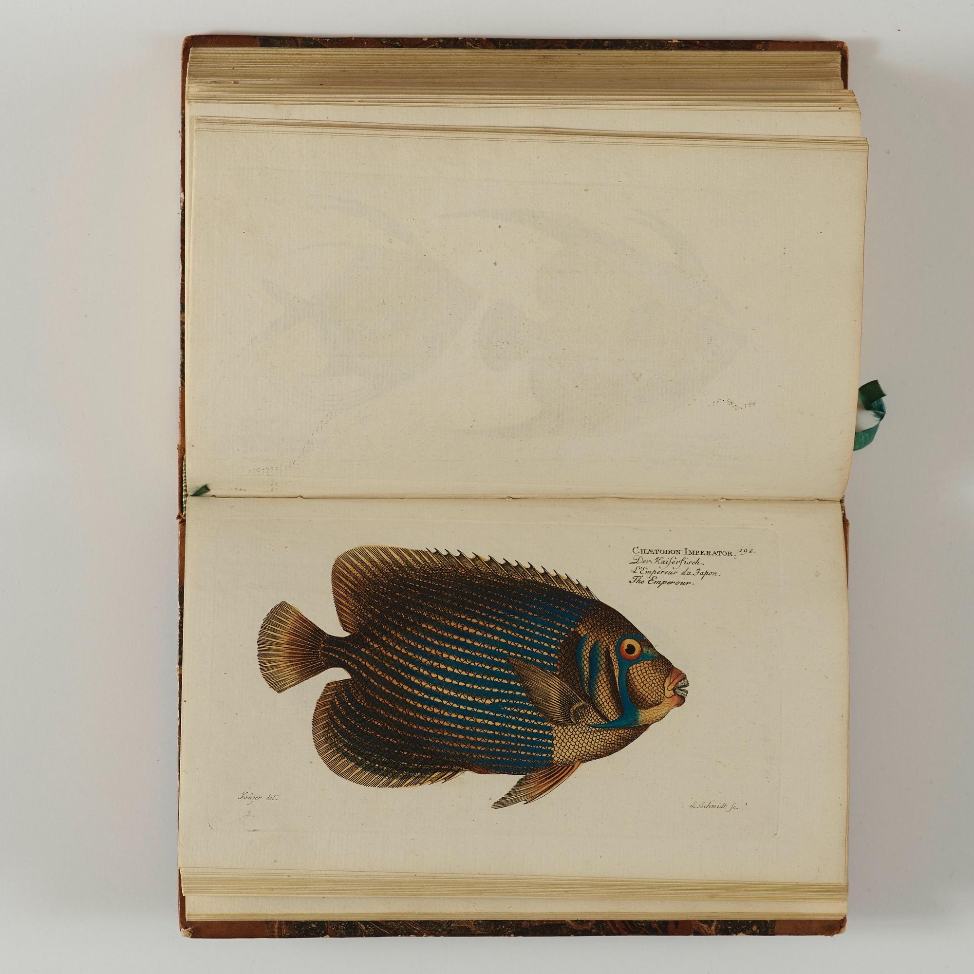 MARC ÉLIÉSER BLOCH (1723-1799), 6 vol, Ichthyologie ou Histoire Naturelle des Poissons, Berlin 1796.