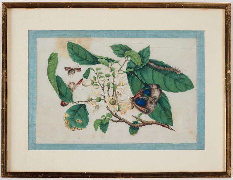 OKÄND KONSTNÄR, akvarell och tusch på rispapper, fyra stycken. Qingdynastin, 1800-tal.