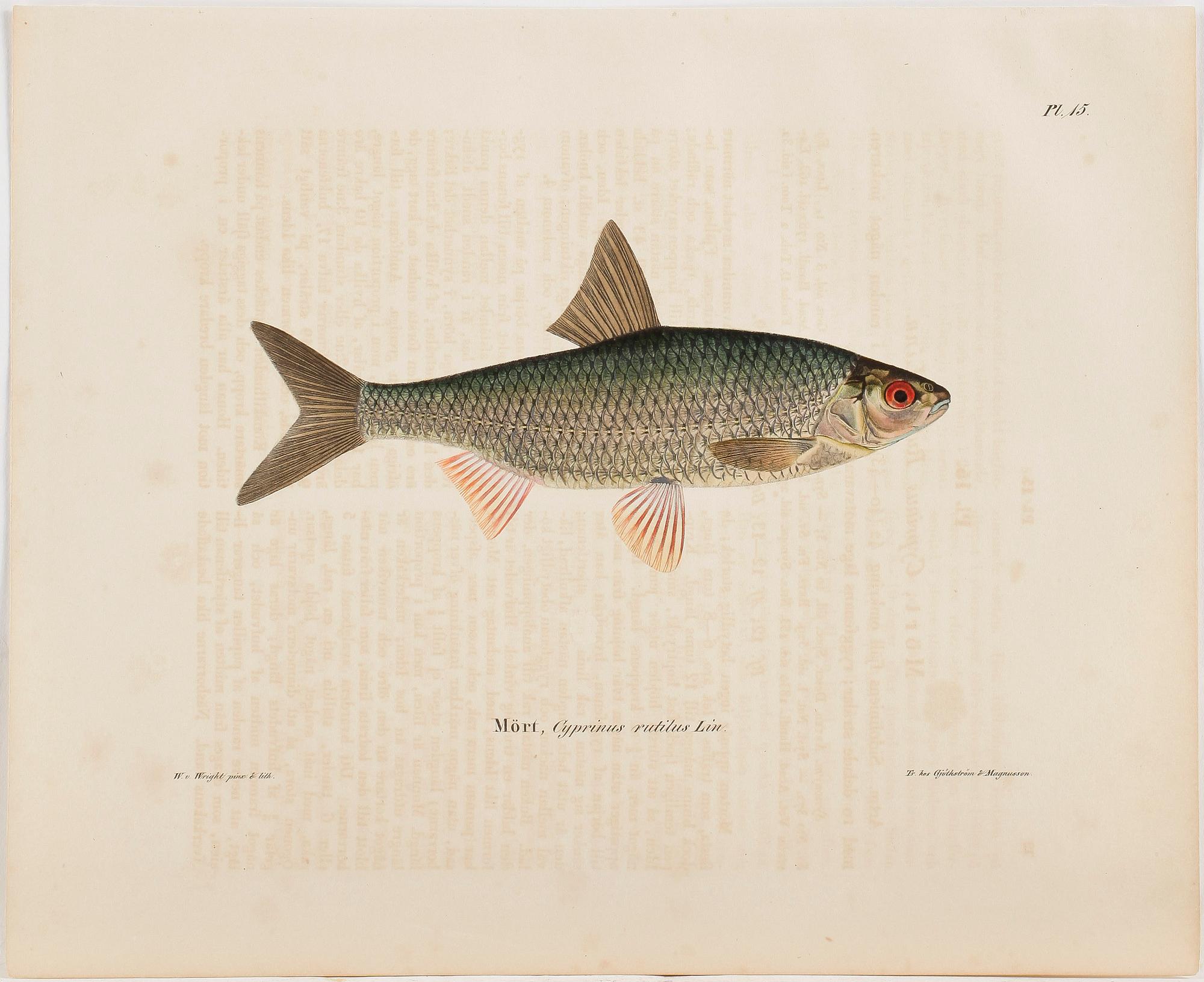 WILHELM VON WRIGHT, 12 st, handkolorerade litografier, "Svenska fiskar".