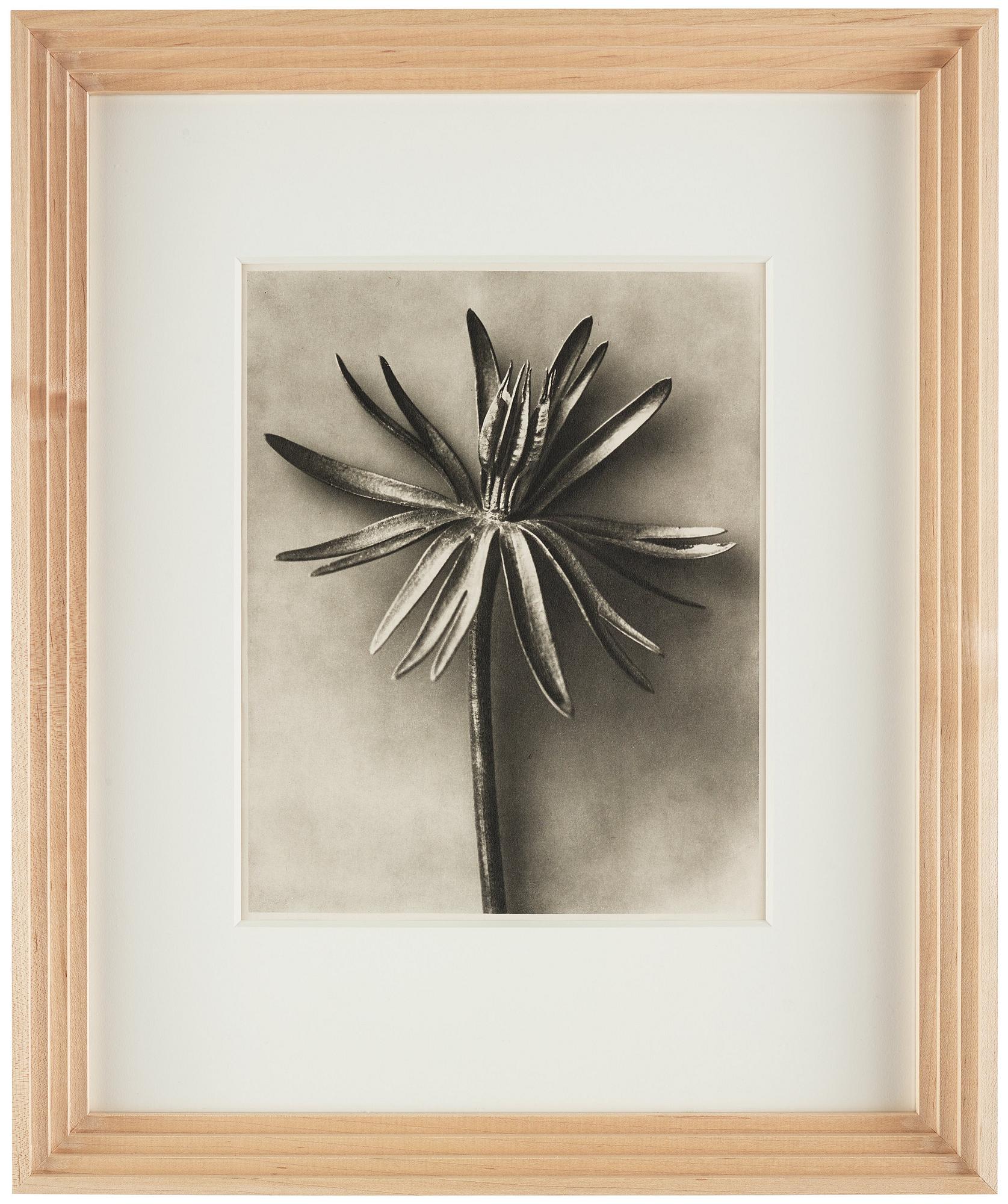 Karl Blossfeldt, "Urformen der Kunst", 1928 (22 st).