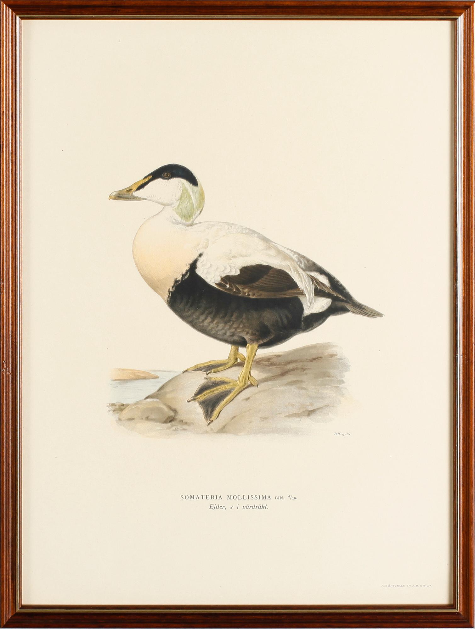 LITOGRAFISKA TRYCK, 13 st, ur von Wrights "Svenska fåglar", A. Börtzells, Stockholm.