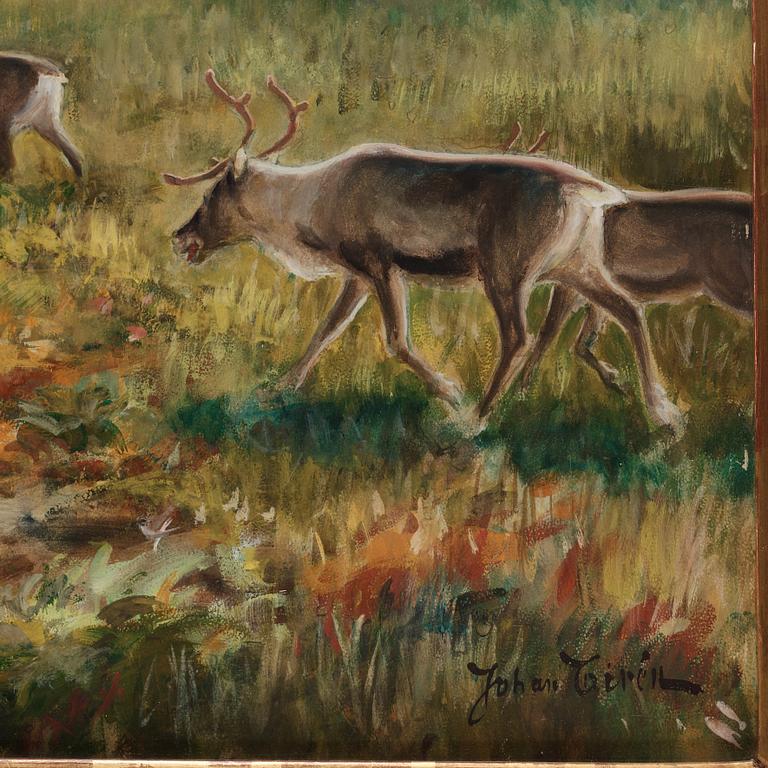 Johan Tirén, Reindeer in the early spring.