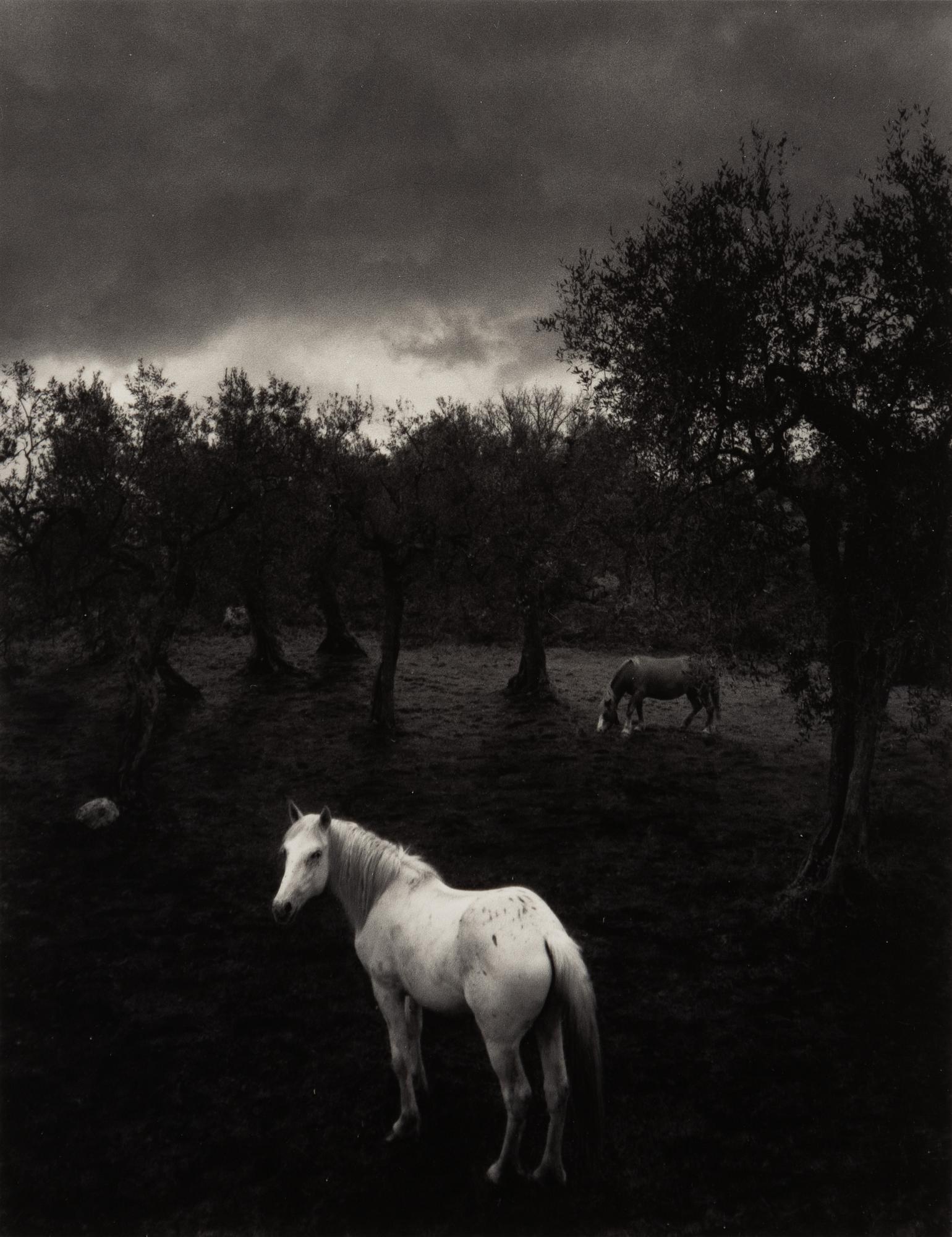 Pentti Sammallahti, "Cilento, Italia, 2000".