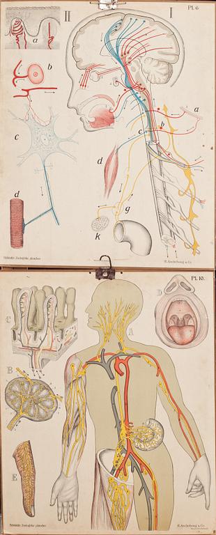 SKOLPLANSCHER, 8 st, 1900-talets första hälft.